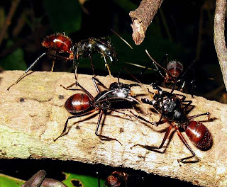 Major workers of Camponotus gigas sparring over territory