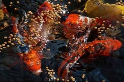 Makanan alami ikan koi Cara membuat pakan alami ikan koi