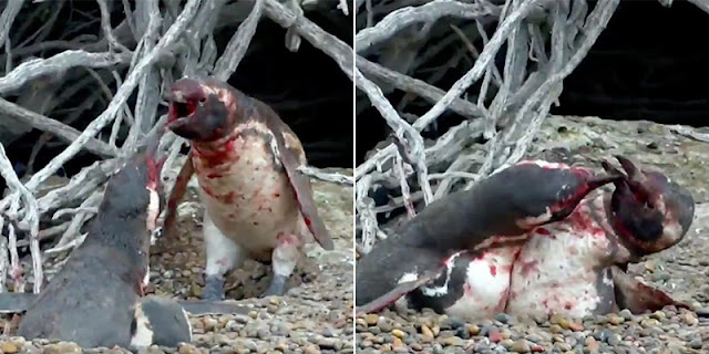 Pergoki Selingkuh, Penguin Jantan ini Hajar Selingkuhan Pasanganya