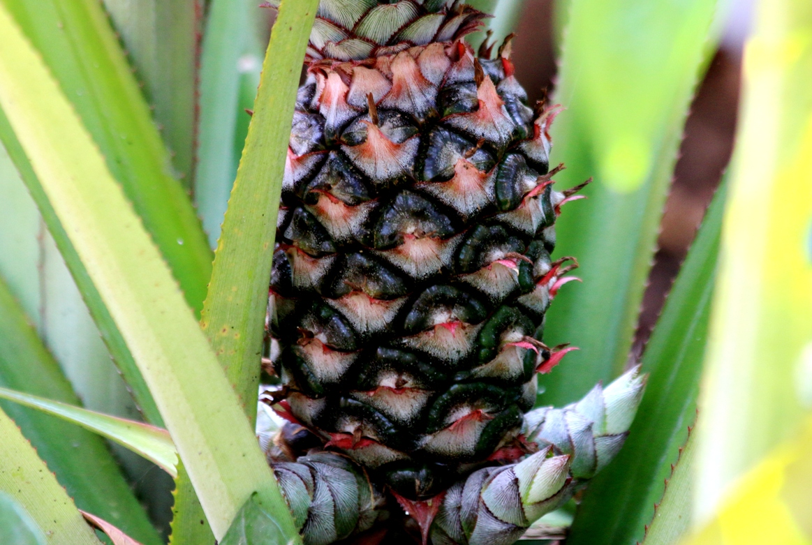 Cherishing India..... Fruit plants in our yard.....