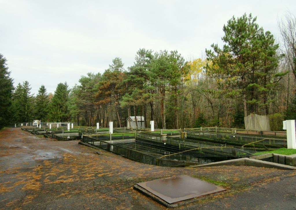 Windswept Adventure A Visit To A New York State Trout Hatchery