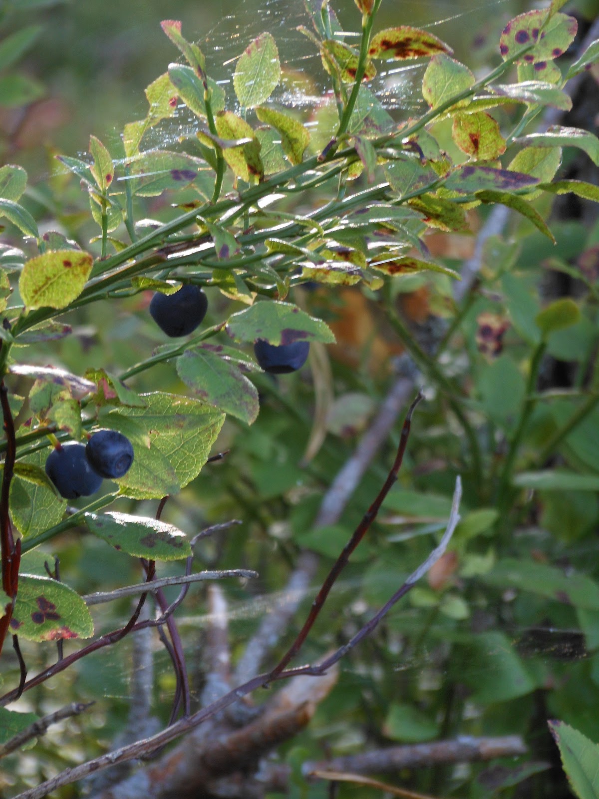 Snozzberry Meaning