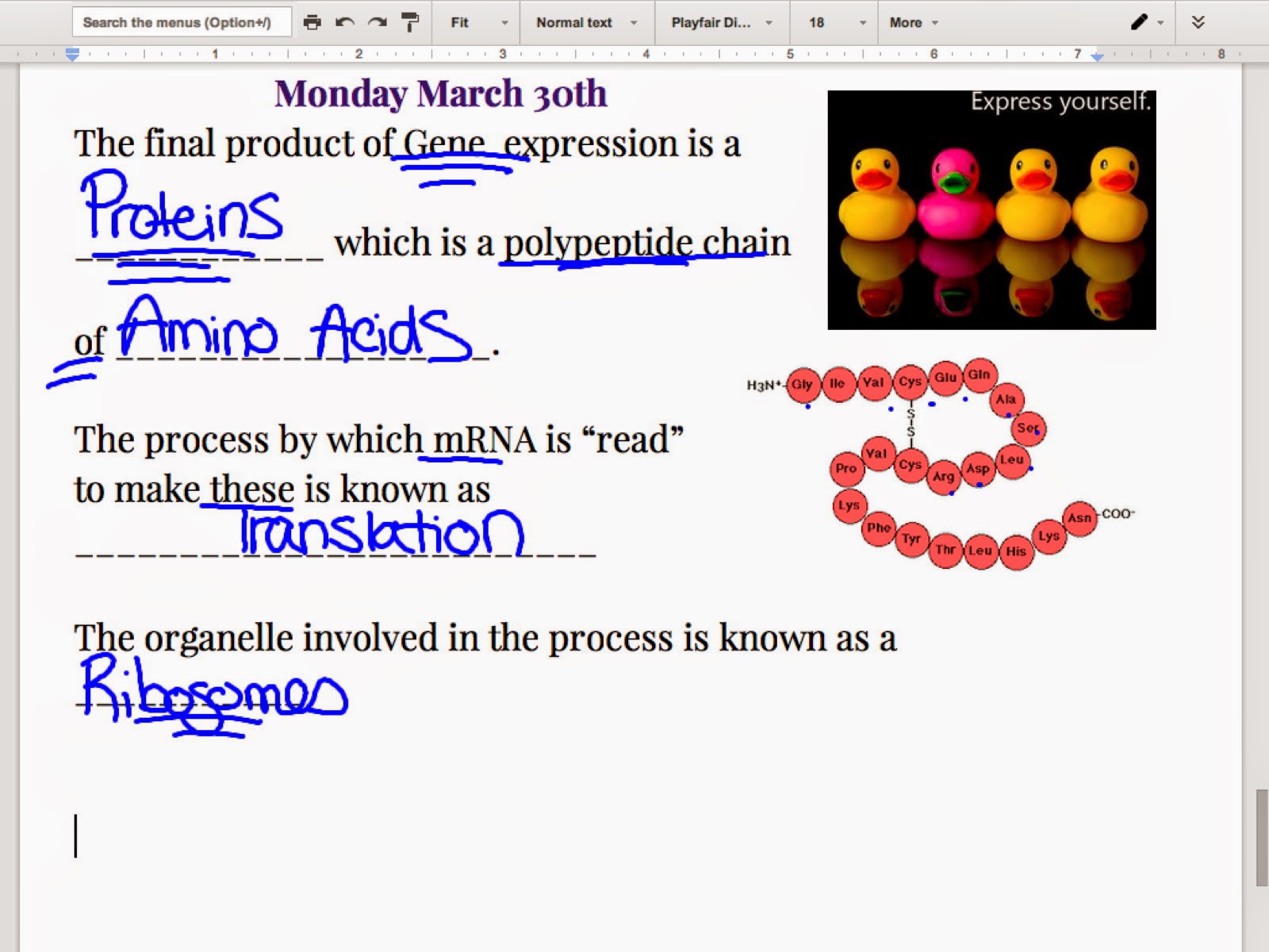 EC Honors Biology: Transcription Wrap Up - Translation Intro