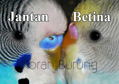 Cara Jitu Membedakan Burung Parkit Jantan Dan Betina Parkit merupakan salah satu binatang rumahan favorit keluarga Cara Jitu Membedakan Burung Parkit Jantan Dan Betina