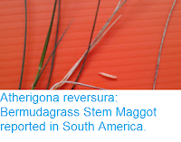 http://sciencythoughts.blogspot.co.uk/2016/08/atherigona-reversura-bermudagrass-stem.html