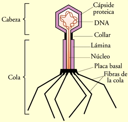 estructura de un virus complejo estructura de un virus complejo