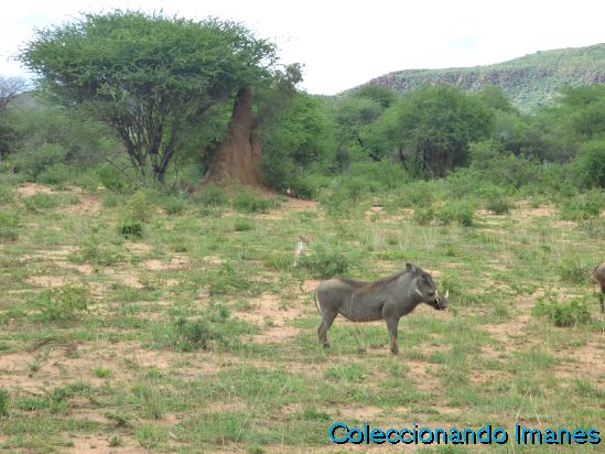 Namibia animales Okonjima