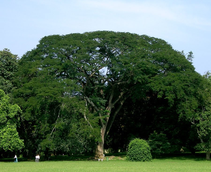 Asian Paradise Sri Lanka Peradeniya Botanical Garden