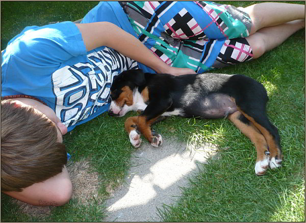 Appenzeller Sennenhund Bo Bo - Appenzeller - Sennenhund