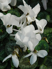 Allan Gardens Conservatory 2014 Spring Flower Show white cyclamen persicum by garden muses-not another Toronto gardening blog