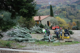 Men with Christmas Trees harvested in Castelvecchio in Tuscany