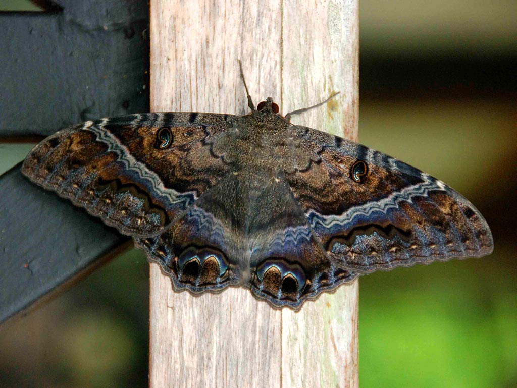 Featured image of post Fotos De Borboleta Bruxa Uma tradi o t o ampla e t o antiga fica dif cil desmitificar