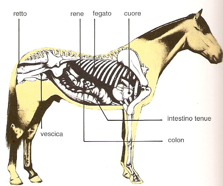 Silvia Roncaglia Impariamo a conoscere il cavallo e tutte le sue parti Silvia Roncaglia Impariamo a conoscere il cavallo e tutte le sue parti