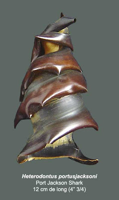 zebra shark egg zebra shark egg