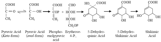 Shikimic acid Pathway