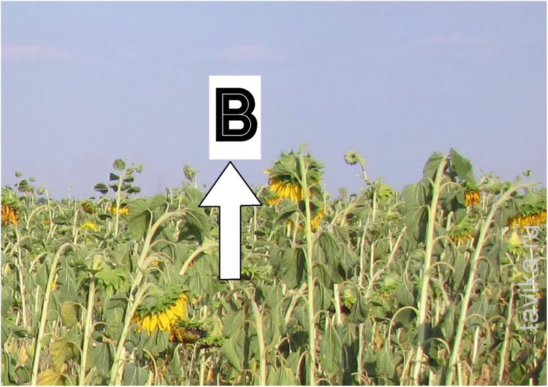 как определить стороны света по подсолнуху