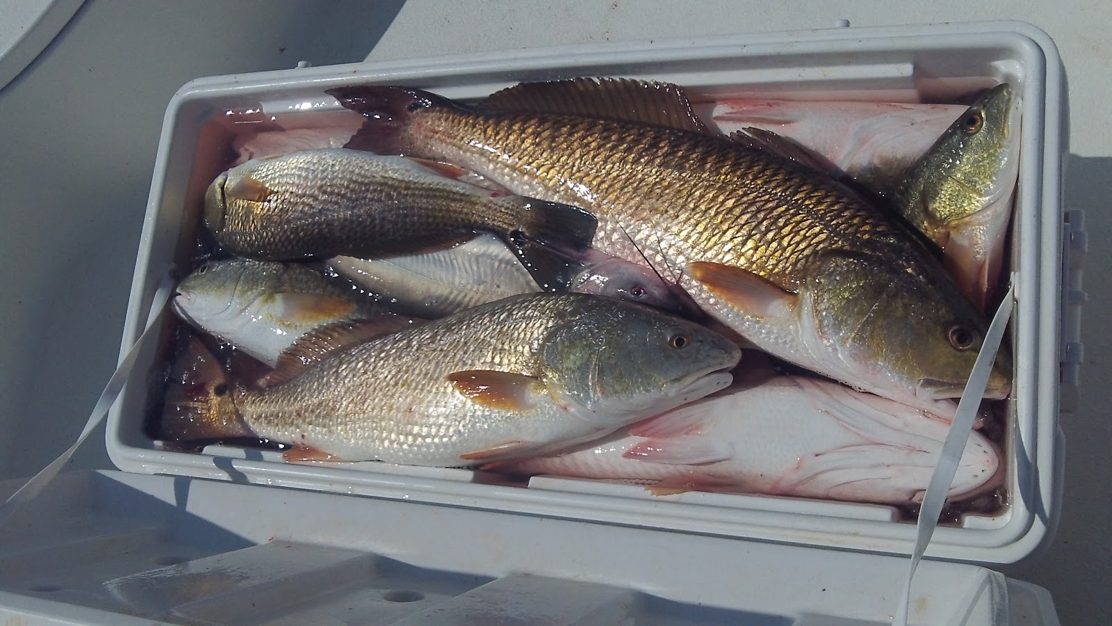 Big Dog Fishing Charters - New Orleans Fishing Charters - Lafitte, LA