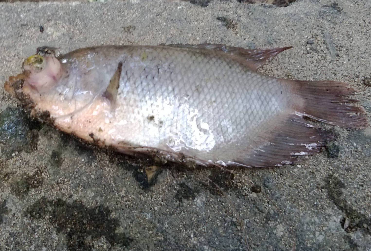 Cara Mengatasi Penyakit Ikan Gurame  Budidaya Ikan Gurame