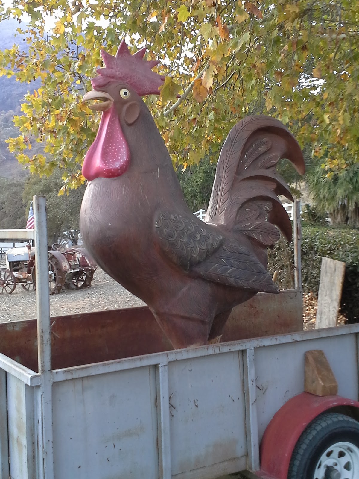 Largest Rooster ever delivered by