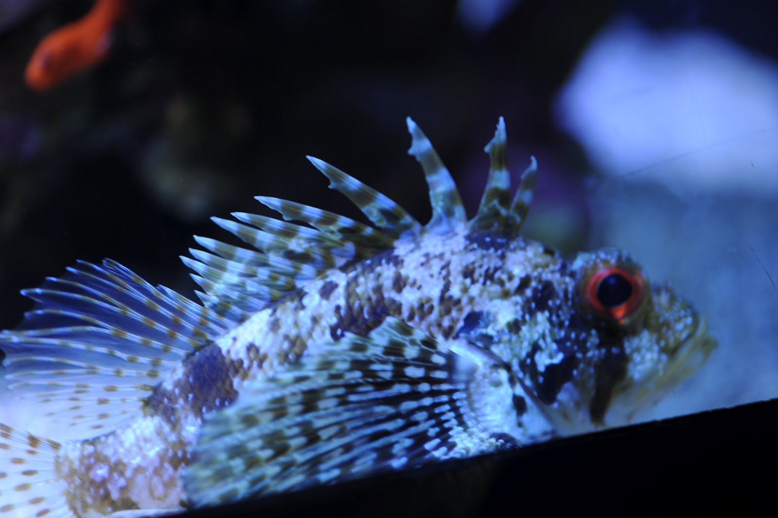 Kodiak Haakansons Aquarium