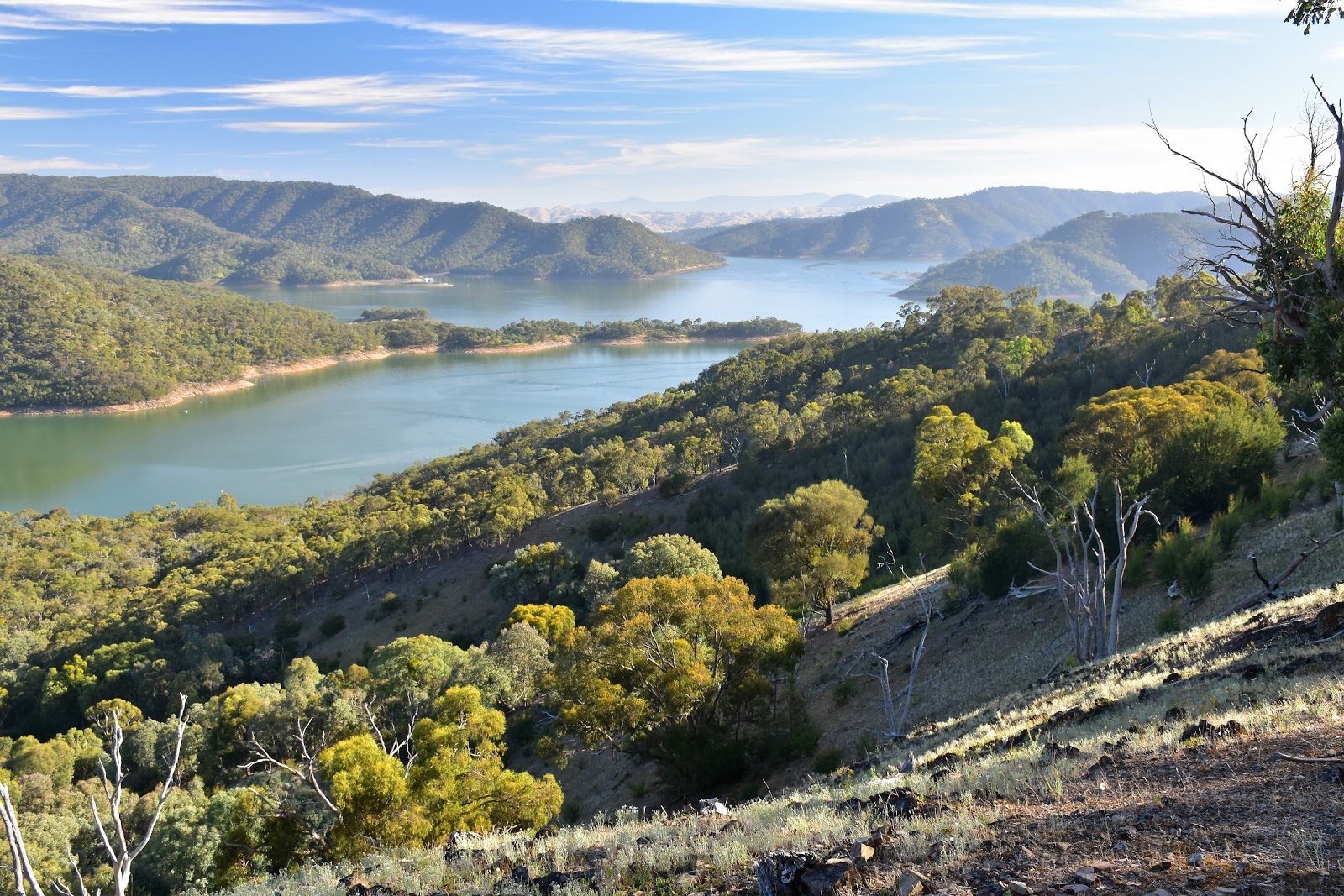 Goin' Feral One Day At A Time Estate Spur, Lake Eildon National Park