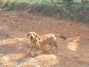 A  rare dachshund mix breed dog in Barkur village.