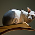 Fotos de gatos Sphinx. 