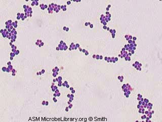 What is Staphylococcus Aureus? - News Medical
