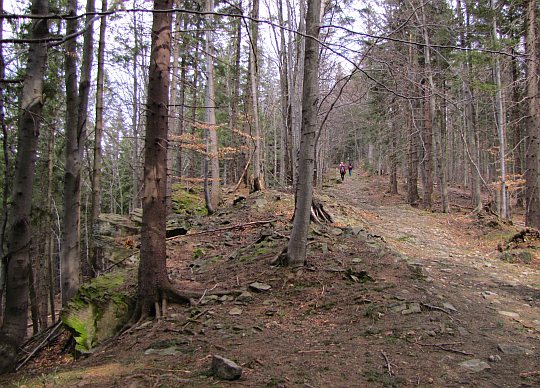 Podejście na Beskid Korbielowski (954 m n.p.m.)