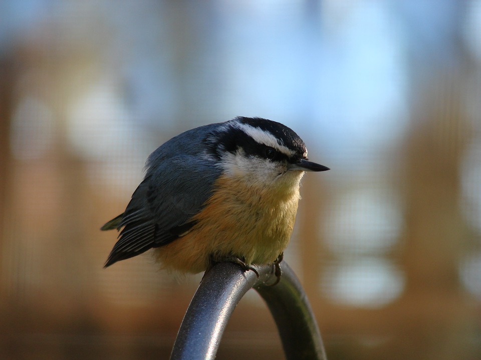 wild birds unlimited where to put suet feeder wild birds unlimited where to put suet feeder