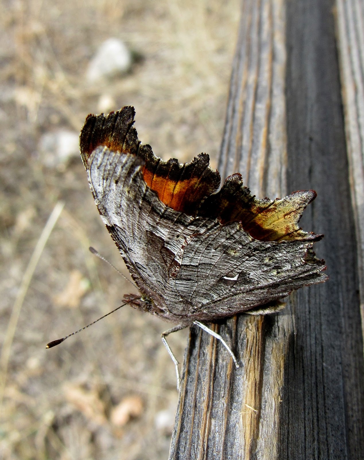 Hoary Commas Woodland Butterflies at Yosemite and Tahoe