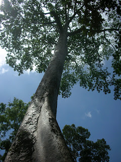 Trees Angkor Wat
