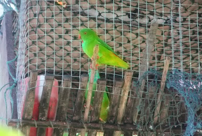 Pygmy hanging parrot