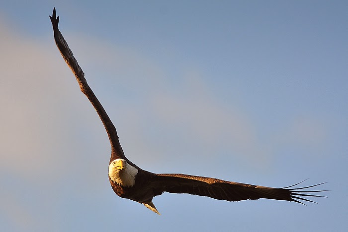 Endangered New Jersey: NJ's Eagle Population Continued to Climb in 2014