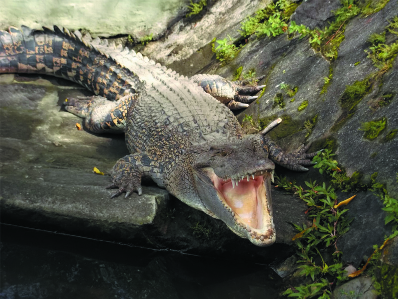 Foto-Foto Buaya Muara | Fauna Gue