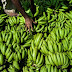 Bananas terão papel-chave na alimentação em mundo mais quente
