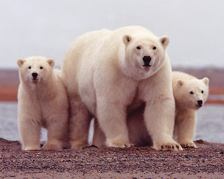 Wildlife-Polar-Bear-Wallpapers