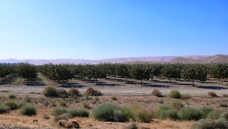 Almond plantation