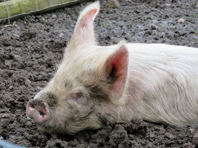 Pig wallowing at the Black Country Living Museum near Birmingham, England