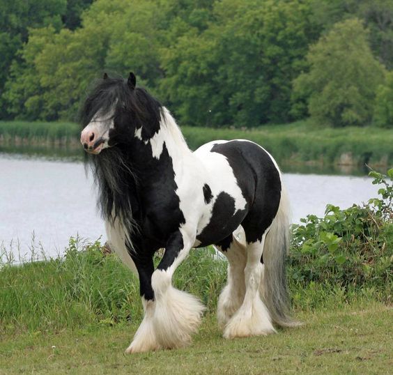 The 8 | Rare And Most Beautiful | Horses | In The World - Amazing Pets