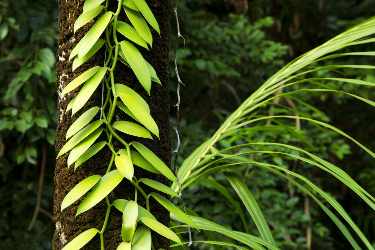 where does vanilla extract come from