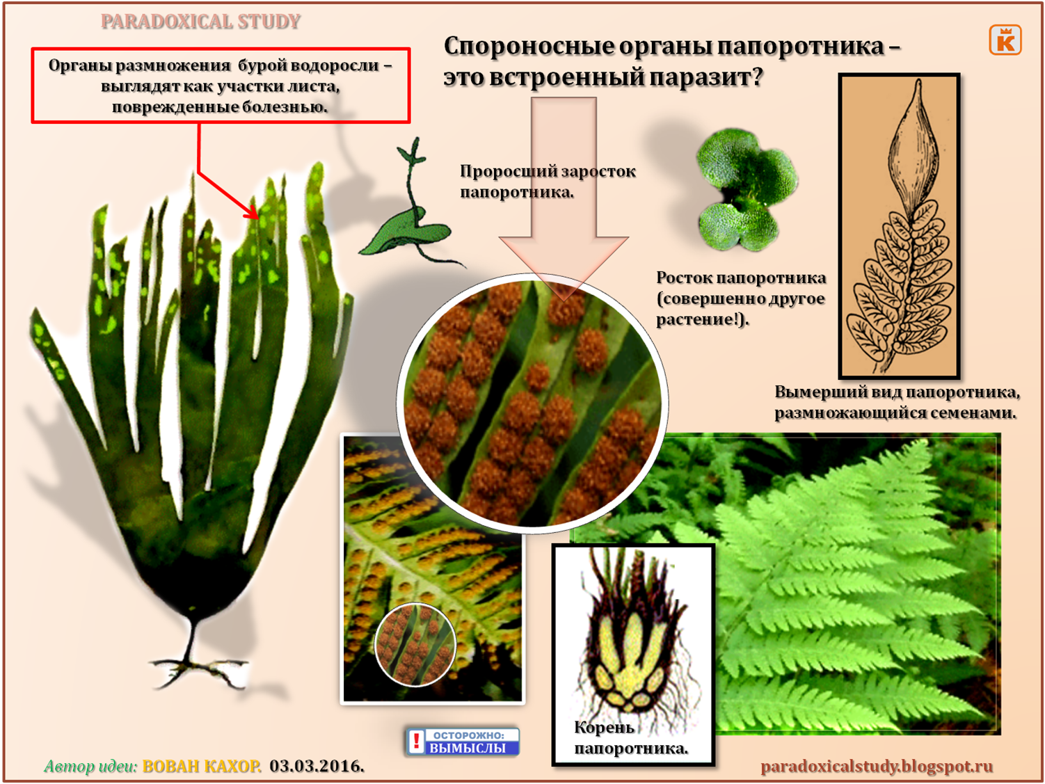 Семенные папоротники примеры