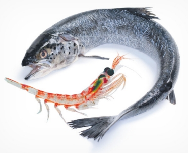 Guérison avec de la nourriture: L'huile de krill - Quelle ...