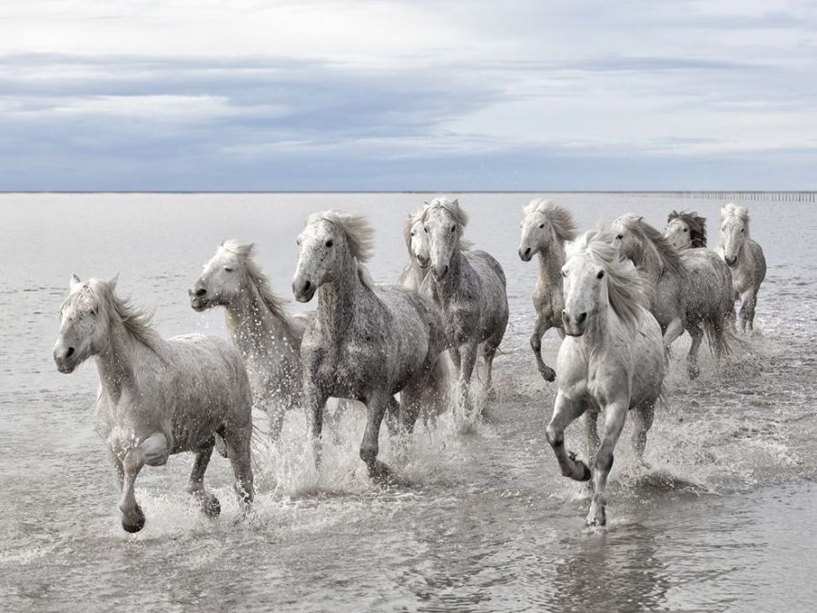 cavalos+selvagens+na+costa+do+Canad%C3%A1.jpg