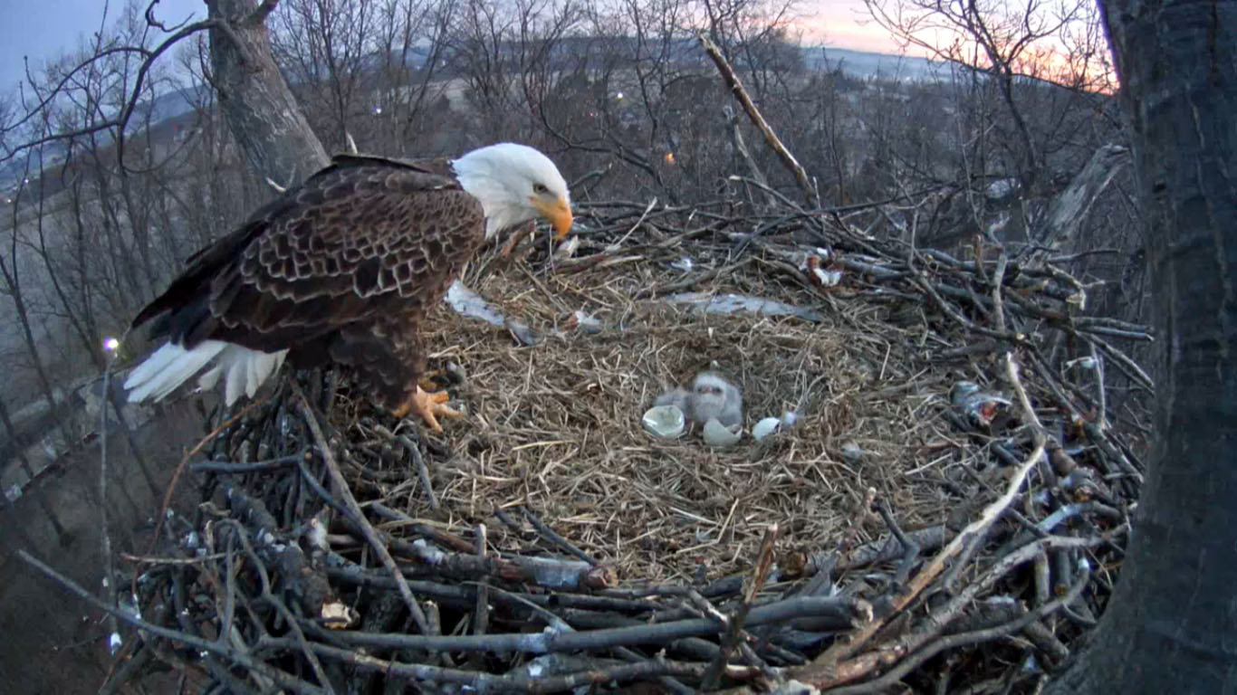 On Wings of Eagles Plucking up our comfortable nests