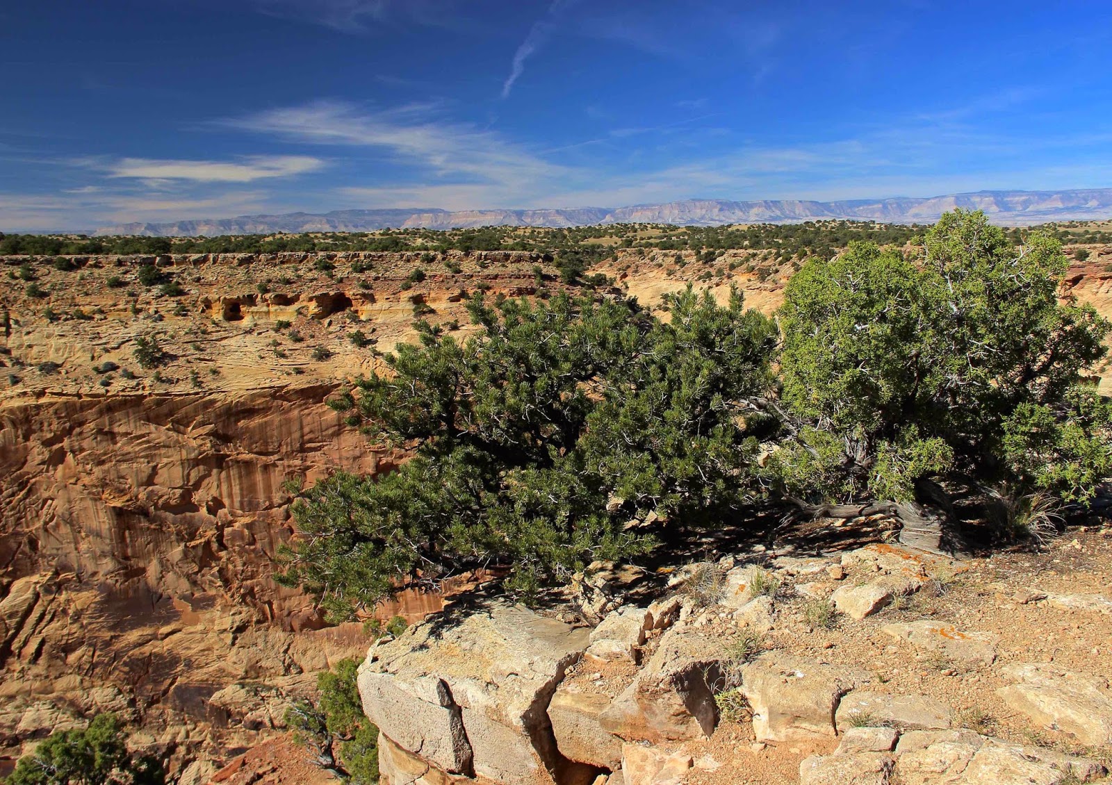In the Company of Plants and Rocks Dreaming of Pinyon Pines