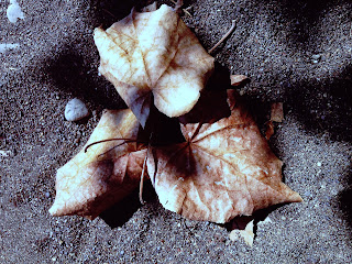 Hibiscus Tiliaceus Dry Autumn Leaves on the Beach Sand