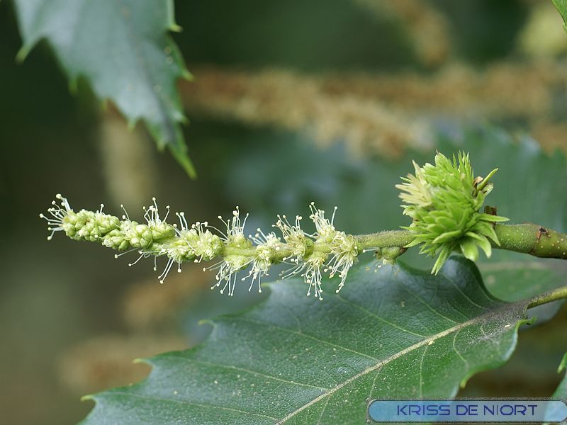 Faaxaal Photos nature gratuites et libres de droits Photo de Fagacée
