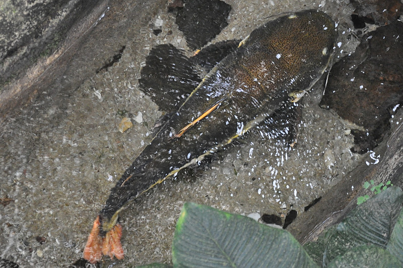 ZOOTOGRAFIANDO (6.100 ANIMALS) PEZ GATO DE COLA ROJA / REDTAIL CATFISH