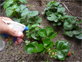 ALTERNATIVA ECOLÓGICA: USO DEL BICARBONATO DE SODIO COMO FUNGICIDA